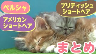 【かわいい猫まとめ動画】アメリカンショートヘア/ブリティッシュショートヘア/ペルシャ