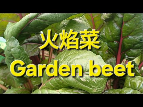 火焰菜 Garden beet