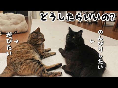 ケンカしてた猫が仲良しになれる育て方の秘密　938話