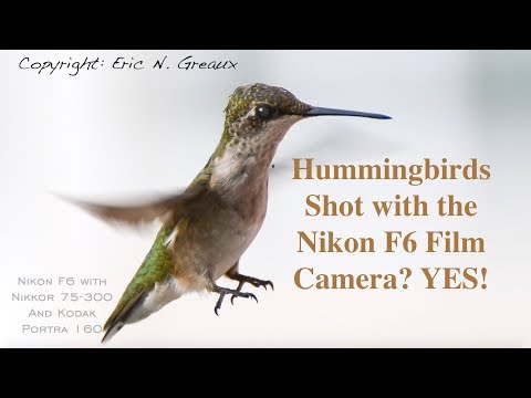 Fast-Moving Hummingbirds Caught on 35mm FILM with the Nikon F6 SLR!