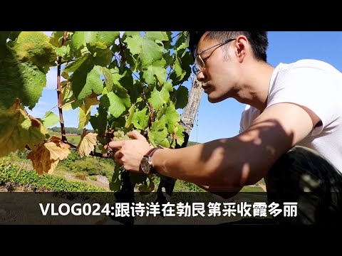 采摘勃艮第的霞多丽 Harvesting Chardonnay in Burgundy