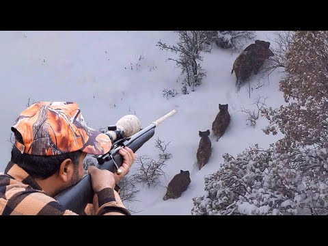 GREAT WILD BOAR HUNT ADVENTURE IN SNOWSTORM, BEST WINTER HUNTS, HOG HUNTS