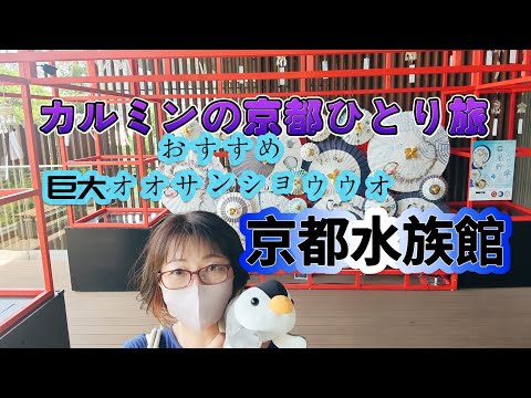 カルミンのひとり【京都水族館】