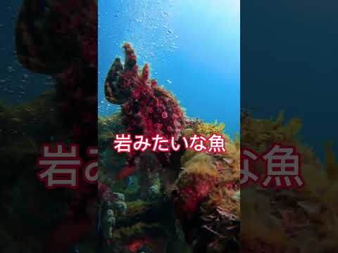 こんな魚見たことある⁉️ #おすすめ #shorts #ダイビング #魚