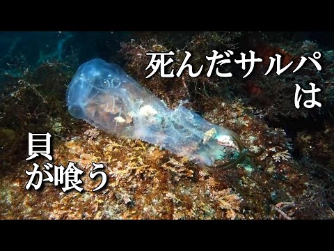 [ Salpidae ] Dead salpas are eaten by shellfish