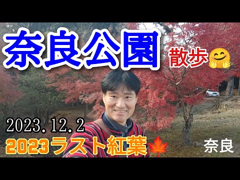 奈良公園 2023ラスト紅葉🍁