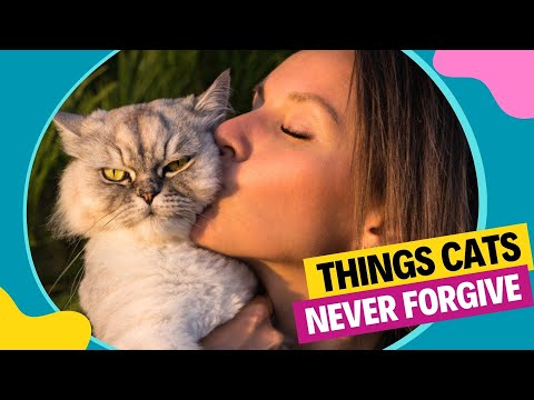 9 Things A Cat Will Never Forgive