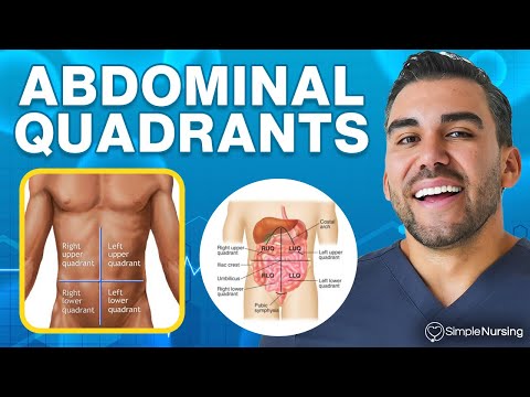 Abdominal Quadrants & Regions Explained: Know Which Organs Are in Each Area