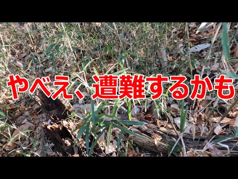 ネカマ親父の登山日記 嵐山の大平山を登る アンチじゃありません 許して #嵐山 ＃低山 ＃遭難