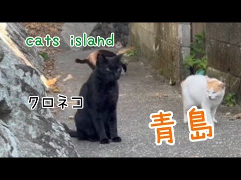 青島を去る前にお母さんとのお話しA conversation with my mother before leaving Qingdao【青島】【夏休み2024】【猫島巡り】