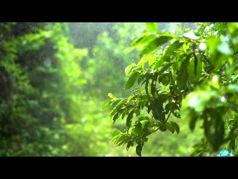 Beautiful Relaxing Piano Music with Rain Sounds