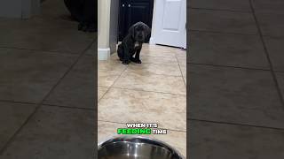 Establishing Baseline Training for Your Cane Corso 🐾❤️ #canecorso