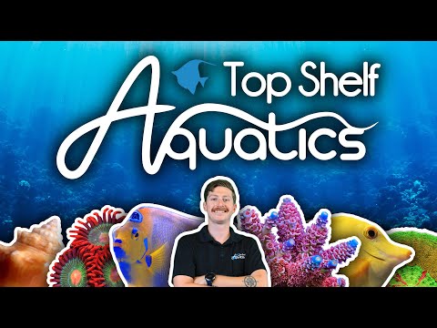 Welcome To Top Shelf Aquatics! Your One Stop for Everything Salt Water!