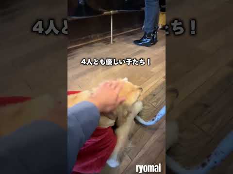 【京都府】関西で1番幸せを感じられるカフェ🐶 #京都 #おでかけ夫婦