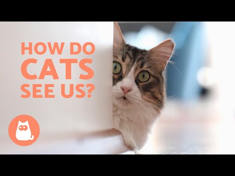 How Do CATS SEE HUMANS? 🐱👀 Do Think We Are GIANT CATS?