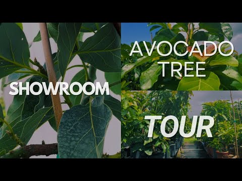 Avocado Tree Showcase 🌳 | Explore the Beauty of Growing Your Own Avocados 🥑