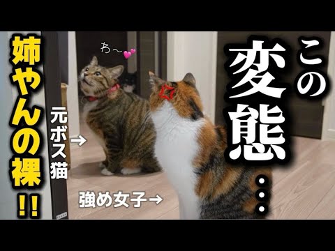 23歳一人暮らし。元ボス猫を家族に迎えたらお風呂を覗きにくる変態になったので被害届を出そうか悩んでいたら強め女子が退治してくれました