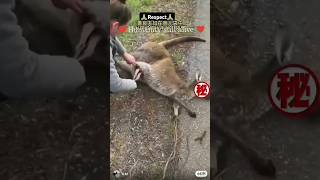 क्या है ये/#feeling #popular #respect #humunity #sad #love #help #kangaroo #savelifes #kangaroo