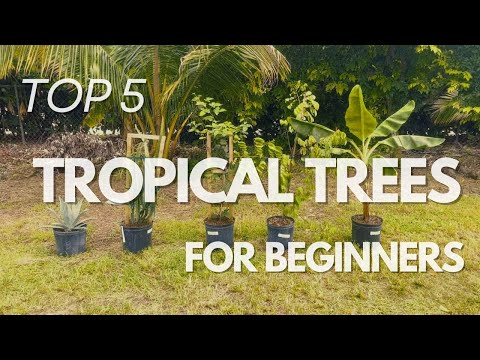 🌴 Discover the Top 5 Tropical Trees perfect for beginners!