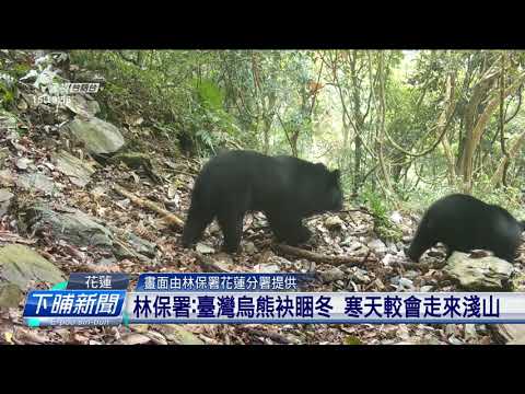 花蓮卓溪有烏熊佇溪邊揣食 農友通報林保署 | 公視台語台 | 20241224