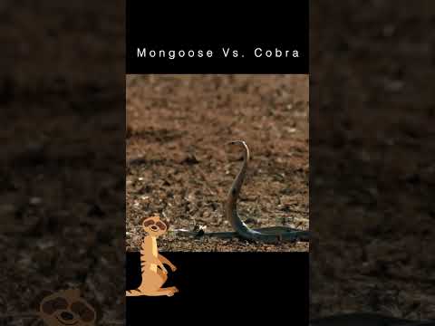 Mongoose vs Cobra | Smithsonian Channel