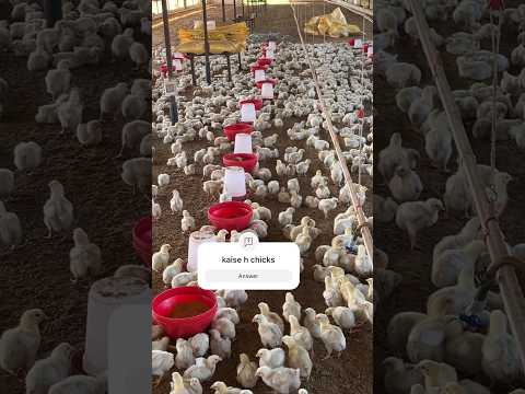 7 Day old chicks kaise h #poultry #chickenfarming #trendingvideo #chicken #poultrylife #poultrylove