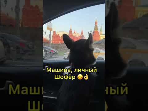 ЗАБАВНЫЕ ЖИВОТНЫЕ | СОБАЧЬЯ ЖИЗНЬ