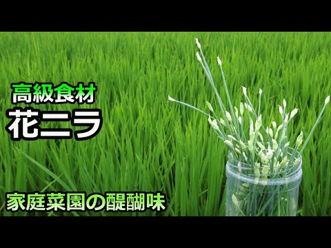 【花ニラ】家庭菜園の醍醐味 市場に出ない理由 家庭菜園29年目