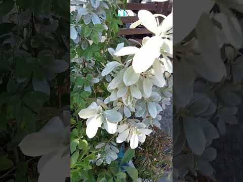 Vlog #1080 SILVER BUTTONWOOD AND OTHER HEALTHY PLANTS INFRONT OF OUR GATE