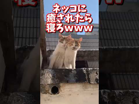 ネッコの動画で癒されたら寝ろｗｗｗ　#2ch #2chまとめ 動物スレ #2ch面白いスレ #動物 #犬 #猫 #癒やし #ねこ動画