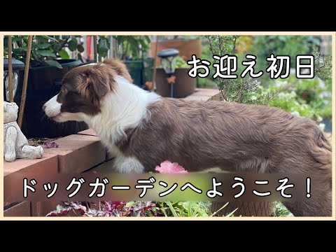 ボーダーコリー【4ヶ月】の子犬をお迎えしました！　＃ドッグガーデン　#ガーデニング