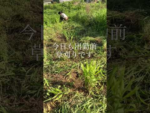 出勤前早朝草刈り#無肥料#家庭菜園 #ミョウガ