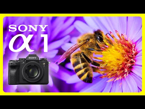 Amazing Summer Colors in REAL 8K HDR - My First Test of the new Sony a1