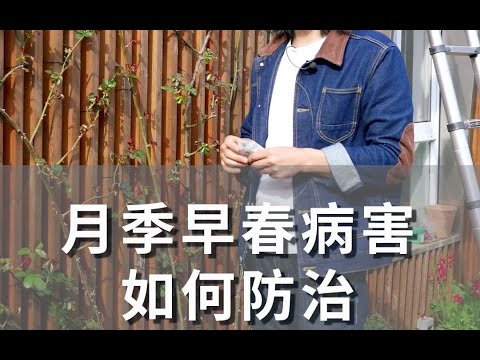 月季早春病害如何防治