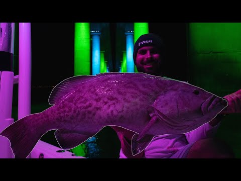 Catching HUGE Grouper Under The Skyway Bridge at NIGHT