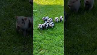 Cute baby Pigs😍 #pig  #cute