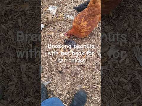 Hen breaking peanuts with her beak for her chicks #birdfreaks #birdmom #chicken #broodyhen #farming