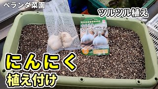 【ベランダ菜園】にんにくの植え付け【ホワイト六片】