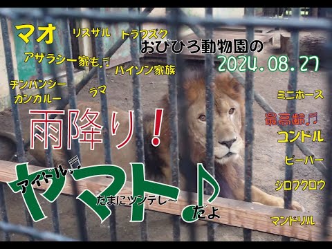 おびひろ動物園　雨が止んだら元気なヤマトとマオとジャックとたくさんの仲間たち♬2024年8月27日♬