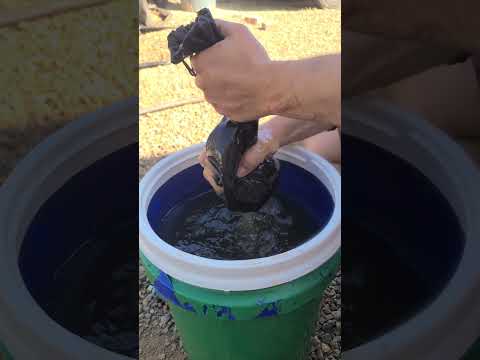 Worm casting extract to fertilizer my garden!! #gardening #fertilizer