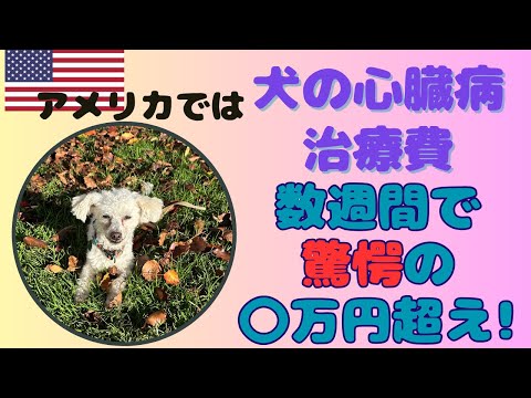 海外でシニア犬が僧帽弁閉鎖不全症+肺水腫になったら【アメリカ暮らし】犬の治療費もやっぱり異常!