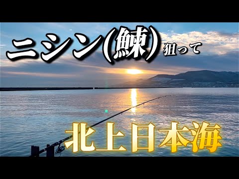 【北海道】【釣り】２０２４ラスト釣行！ニシン（鰊）狙って日本海北上！