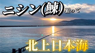 【北海道】【釣り】２０２４ラスト釣行！ニシン（鰊）狙って日本海北上！