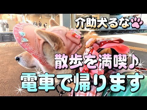 【柴犬介助犬】散歩を満喫！電車に乗って帰ります［柴犬介助犬るな］