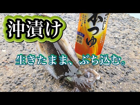 【エギング 】釣れたイカを濃縮4倍の本つゆにぶち込む！！