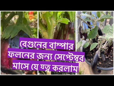 বেগুনের বাম্পার ফলনের জন্য সেপ্টেম্বর  মাসে যে য্ত্ন করলাম শখের বাগান ২০২৪