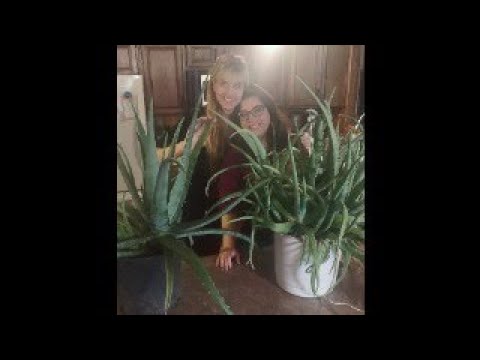 A SOUL Survivor is LIVE!  50 YEAR OLD ALOE VERA PLANT HOLDS THE SECRET to moving on!   Free at last!