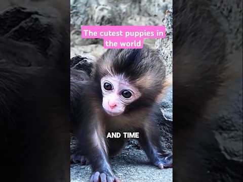 The cutest puppies in the world #CutePuppies #AdorablePets #PuppyLove #CutestAnimals