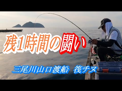 【かかり釣り】【筏チヌ】エサ取りに苦戦。終了１時間前に時合が来ました。