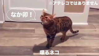 【番外編】　喋るネコ　【※アフレコではありません】